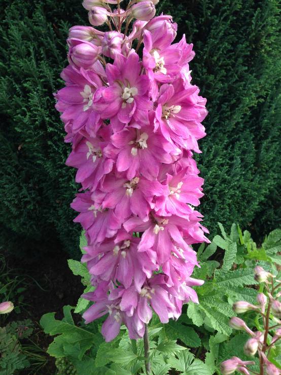Delphinium Pacific Astolat - Pied d'Alouette vivace Godet de 8/9 cm - Image 2