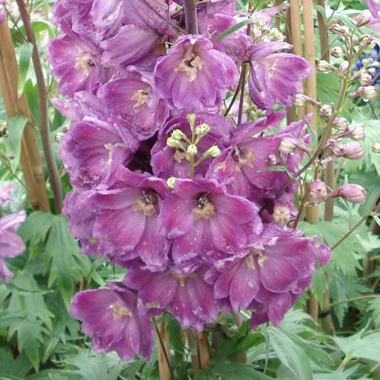 Delphinium Pacific Astolat - Pied d'Alouette vivace Godet de 8/9 cm - Image 1