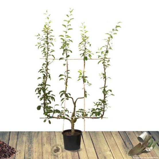 Pommier Jonagold - Excellent rendement - Pot de 15L - Double U - 150/175 cm - De 3,00 m à 5,00 m - Image 10