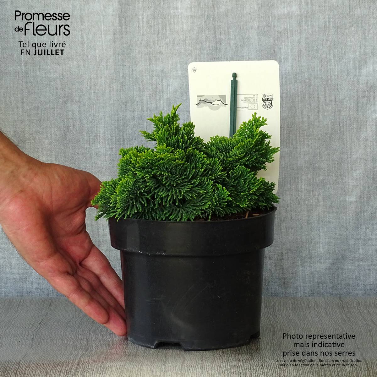 Cyprès hinoki du Japon - Chamaecyparis obtusa Nana Aurea Pot de 2L/3L - Image 2