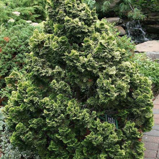 Cyprès hinoki du Japon - Chamaecyparis obtusa Nana Aurea Pot de 2L/3L - Image 1