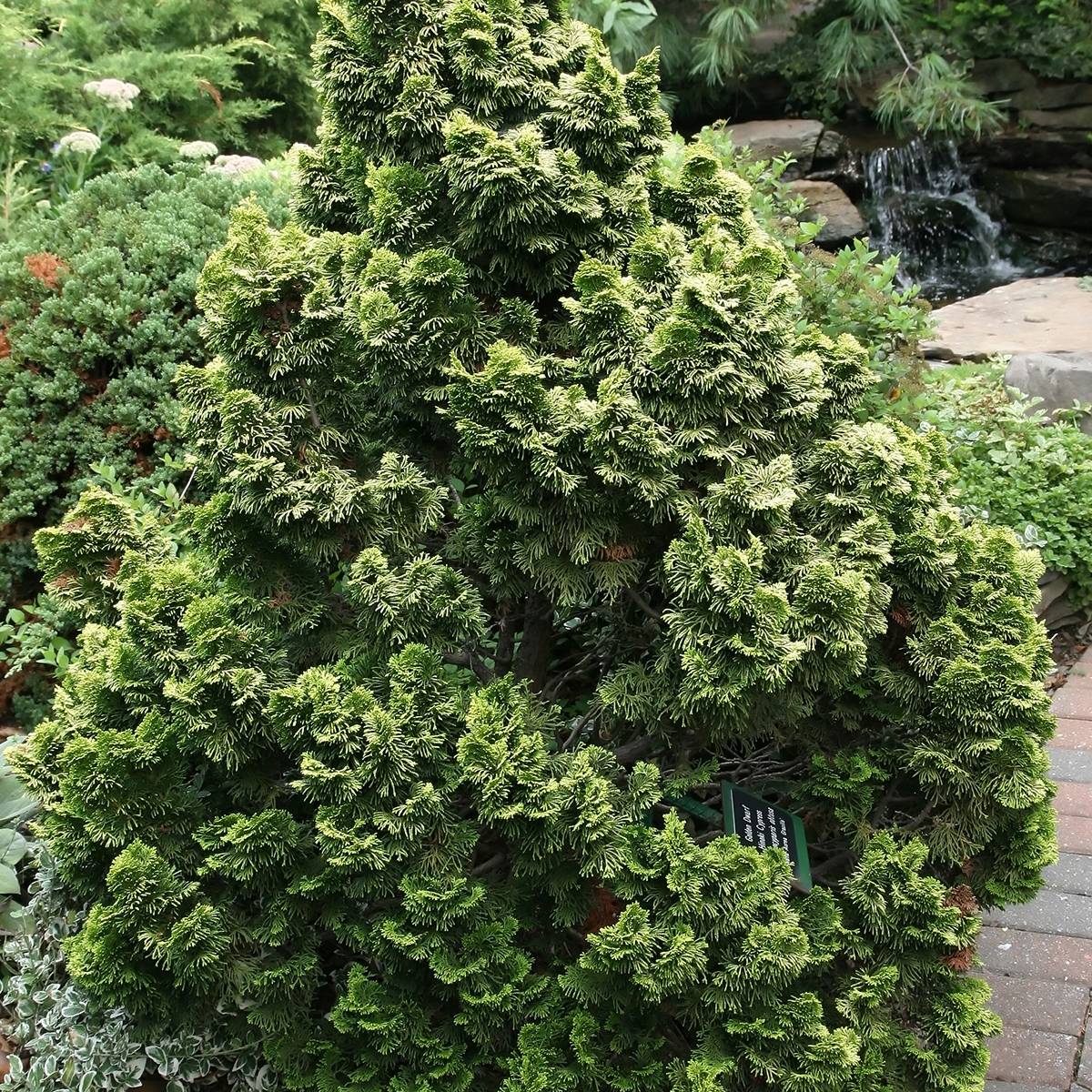 Cyprès hinoki du Japon - Chamaecyparis obtusa Nana Aurea Pot de 2L/3L - Image 1