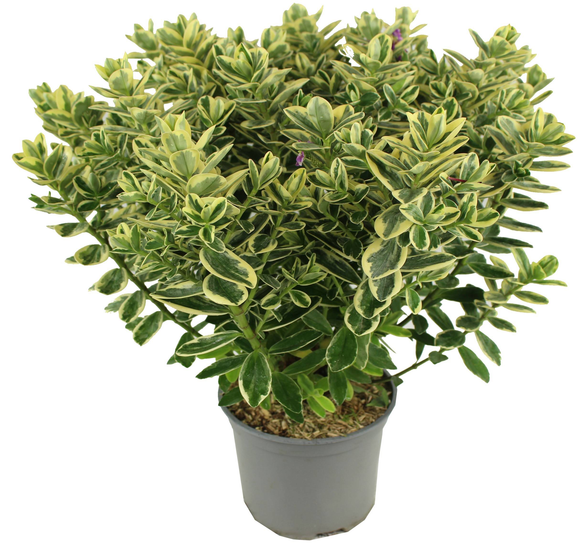 Fleuron D'Anjou - VERONIQUE PANACHEE  Pot 17 cm - Image 1