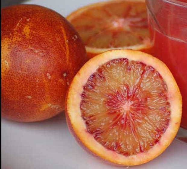 0 - Citrus sinensis var.sanguine ou sanguinelli (orange sanguine) Pot de 9 litres -140/160 cm