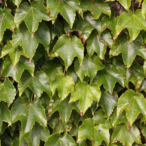 Vigne vierge - Parthenocissus tricuspidata Veitchii Pot de 2L/3L