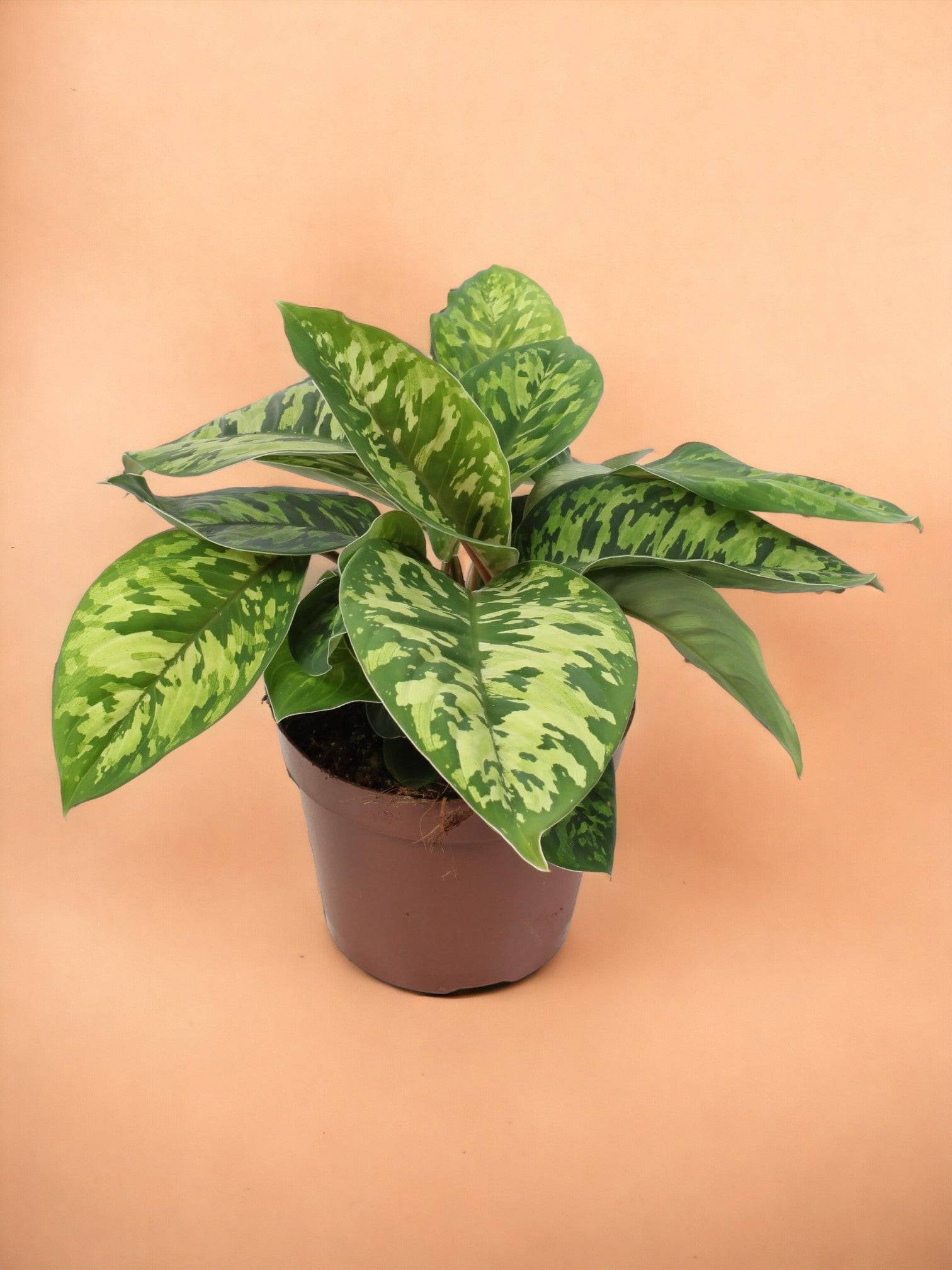 Homalomena Wallisii Camouflage- La Green Touch - Image 1