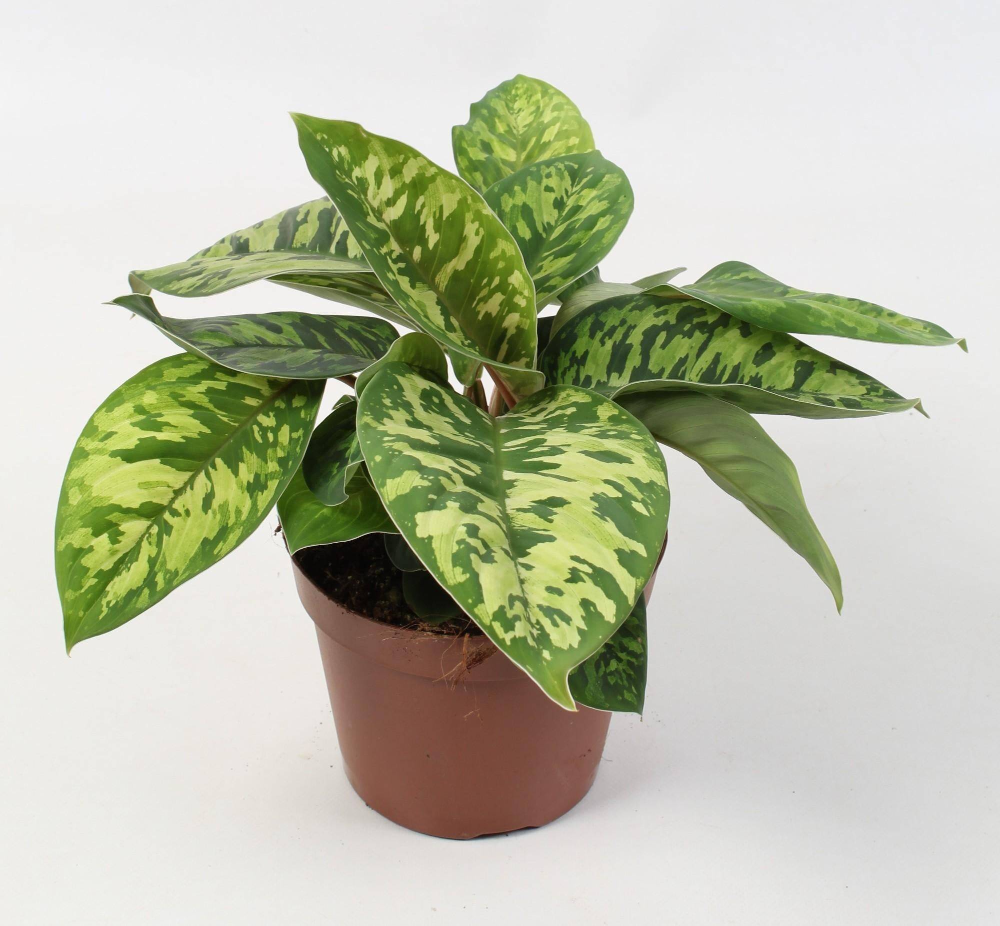 Homalomena Wallisii Camouflage- La Green Touch - Image 2