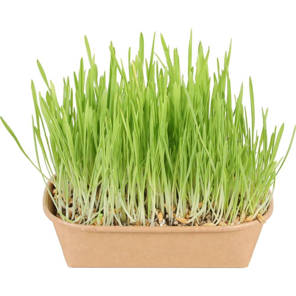 Zolux - Herbe à chat Zolux - kit de culture dépurative prêt à l'emploi 190 g - Réf. 481551 - Image 6