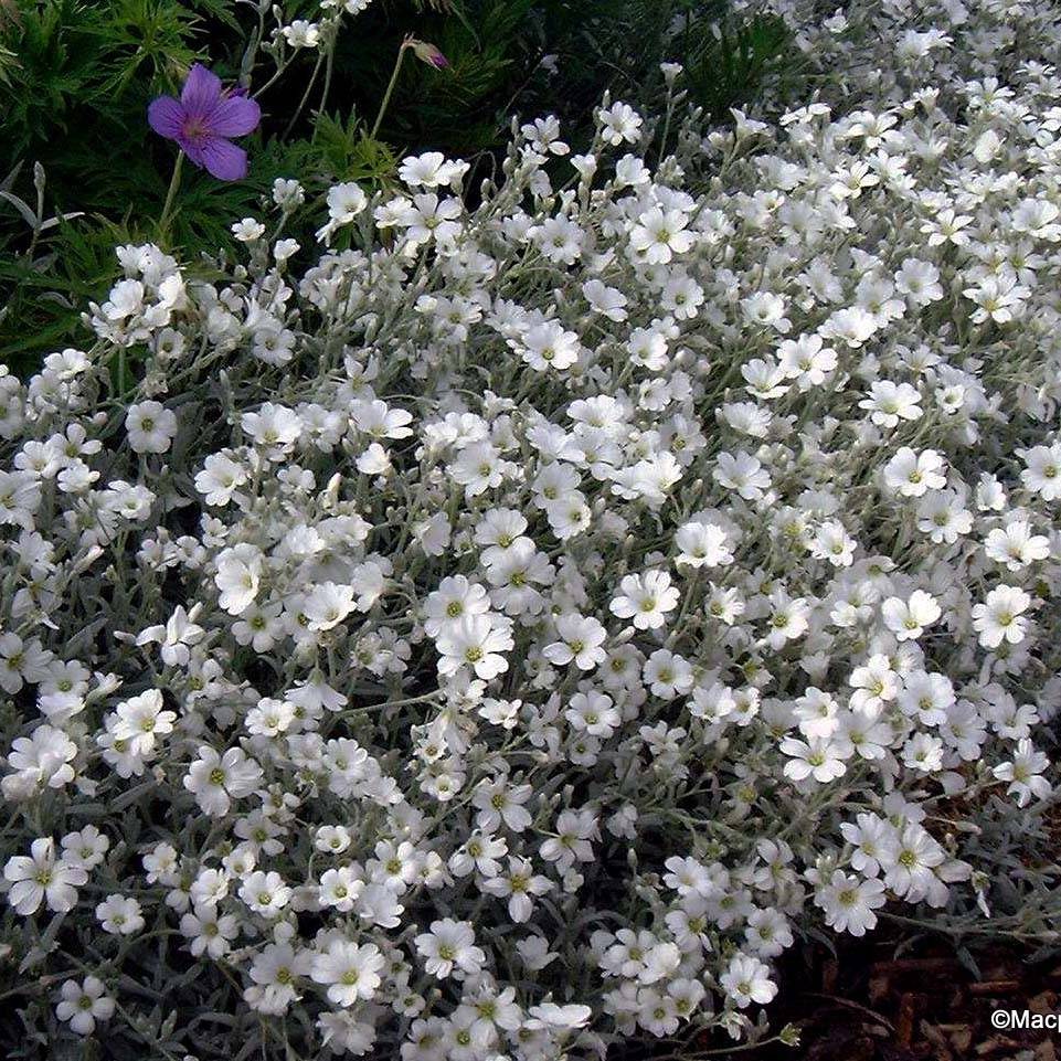 Cerastium tomentosum var. columnae - Oreille de souris - Céraiste Columnae Godet de 8/9 cm