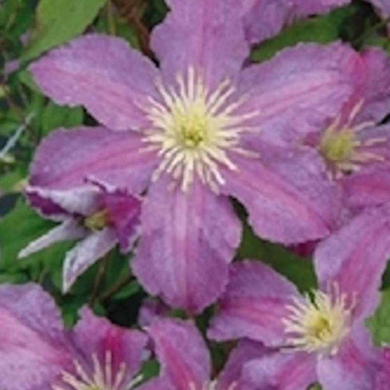 Clématite Jolly Good® 'Zojogo' à fleurs Rose - feuillage Caduc - Pot de 2L - Tuteur bambou 60/90 cm-  hauteur à maturité De 2,50 m à 3,00 m - Image 1