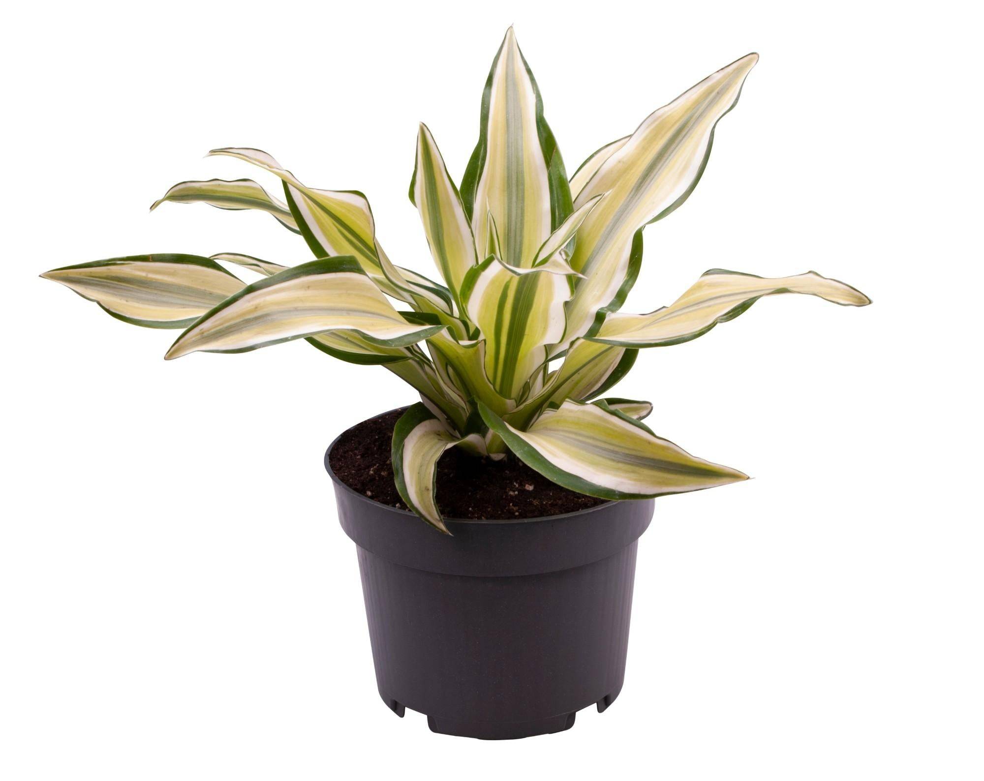 La Green Touch - Dracaena Malaika 22cm - Plante d'intérieur- La Green Touch - Image 1