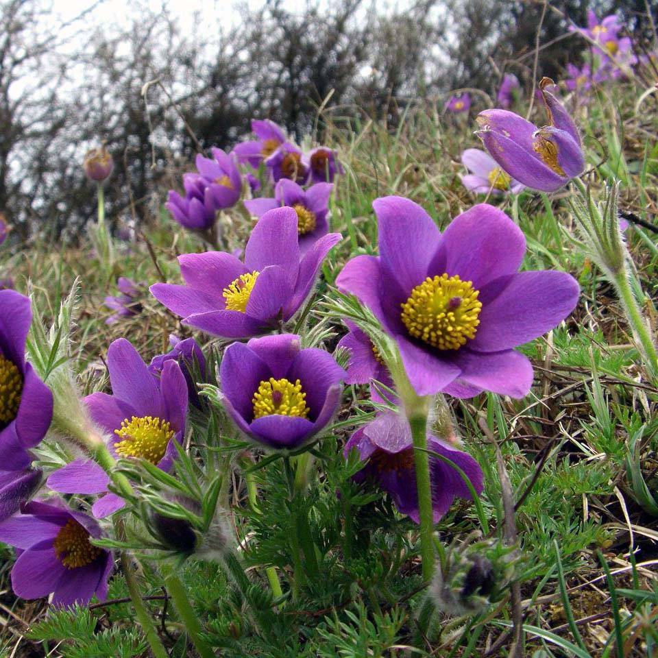Pulsatilla vulgaris Violet - Anémone pulsatille Godet de 7/8 cm