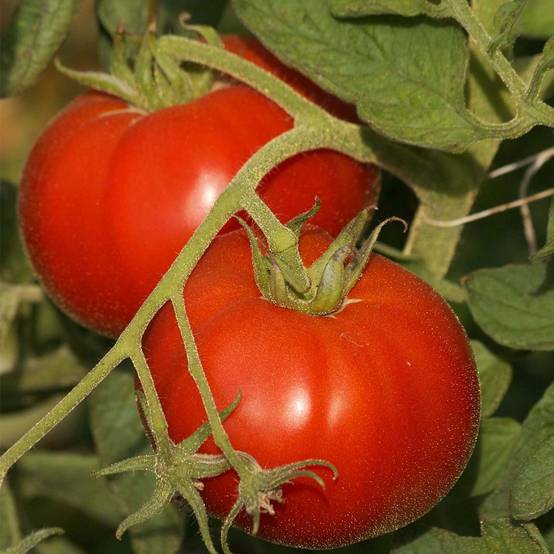 Tomate Saint-Pierre en plants Mini-motte Ø 3/4 cm (par 5)