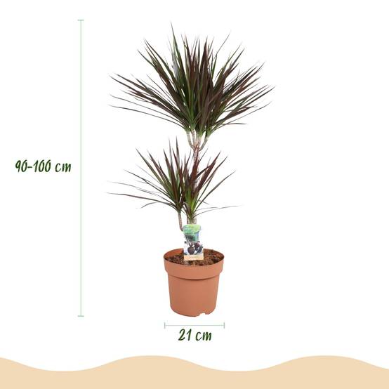 Dracaena Magenta - H95cm - Image 2