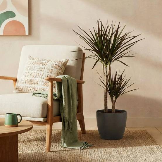 Dracaena Magenta - H95cm - Image 1