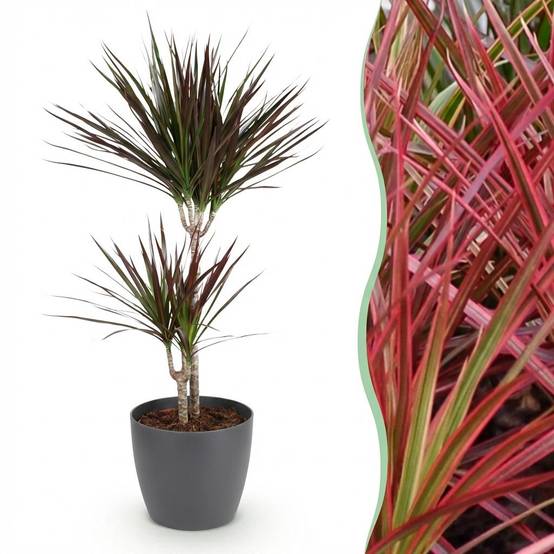 Dracaena Magenta - H95cm - Image 3