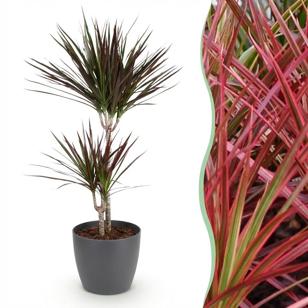 Dracaena Magenta - H95cm - Image 3