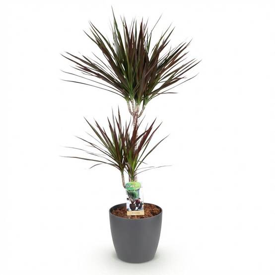 Dracaena Magenta - H95cm - Image 4