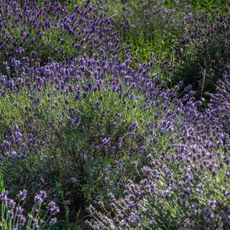 Promesse de Fleurs - Lavande vraie - Lavandula angustifolia Havana Godet de 8/9 cm