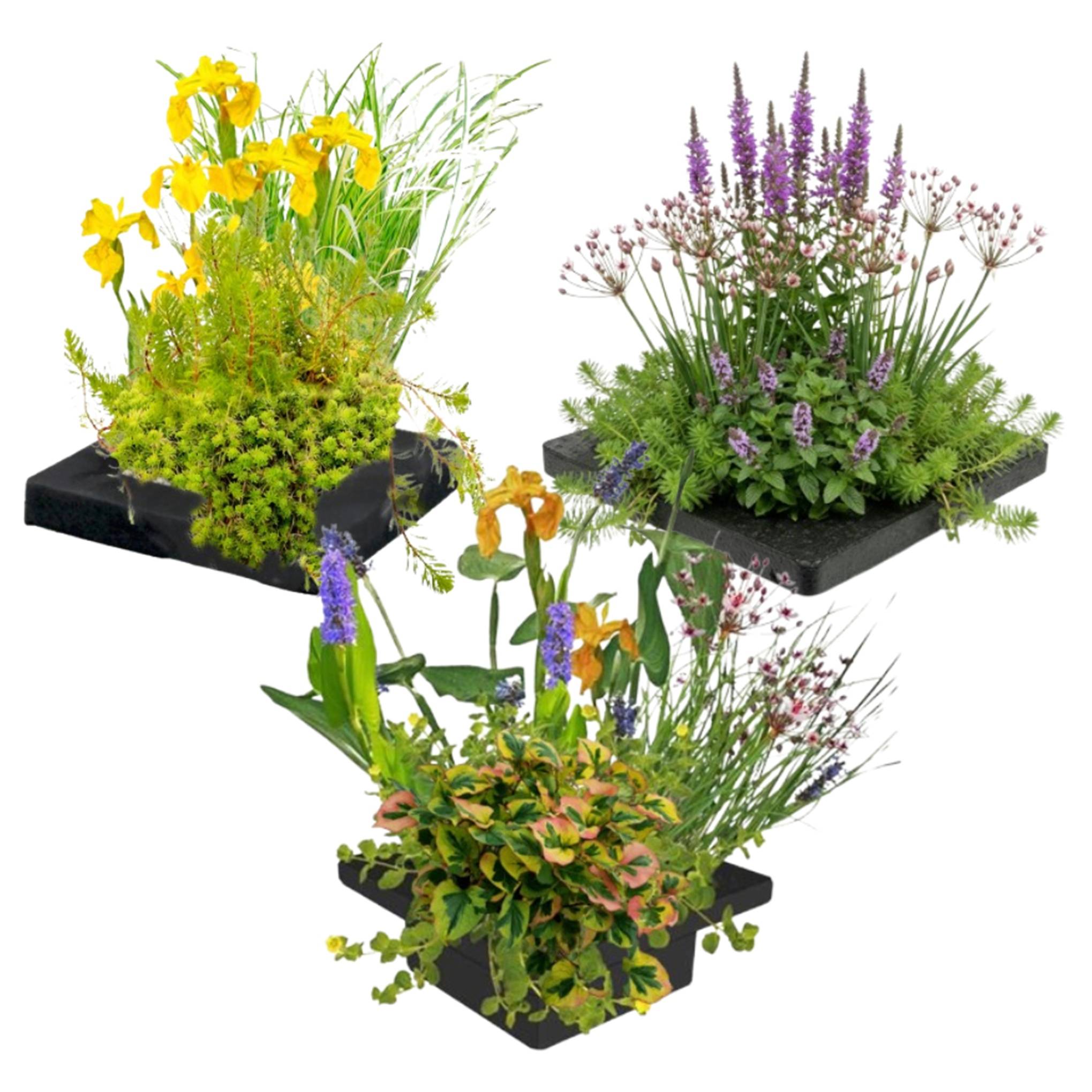 0 - Set Île Plantes Bassin 3 pièces - Système Complet 12 Plantes Aquatiques - Image 1