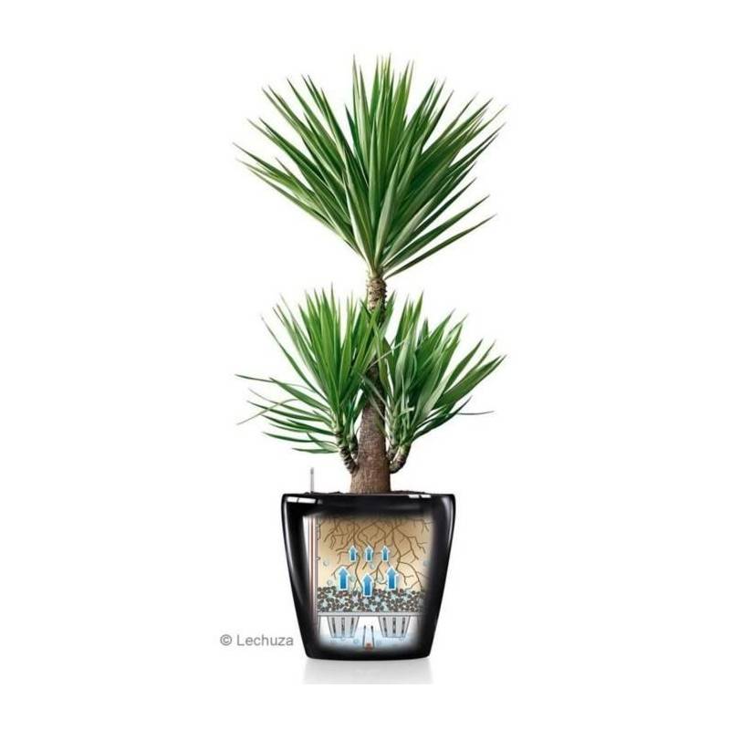Lechuza - Pot De Fleur Lechuza Classico Premium 60 - Kit Complet, Taupe Brillant - Image 4