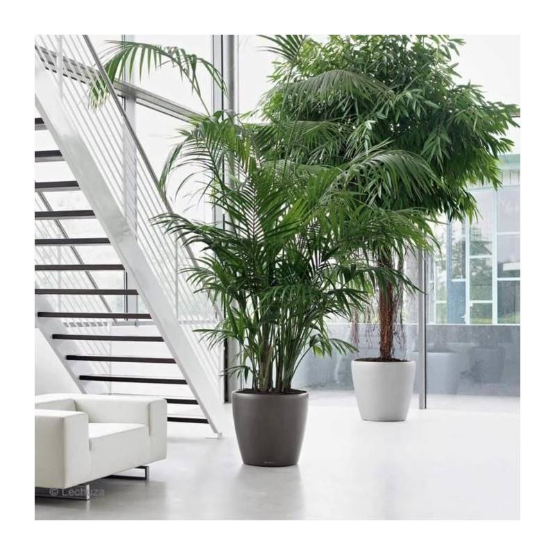 Lechuza - Pot De Fleur Lechuza Classico Premium 60 - Kit Complet, Taupe Brillant - Image 5