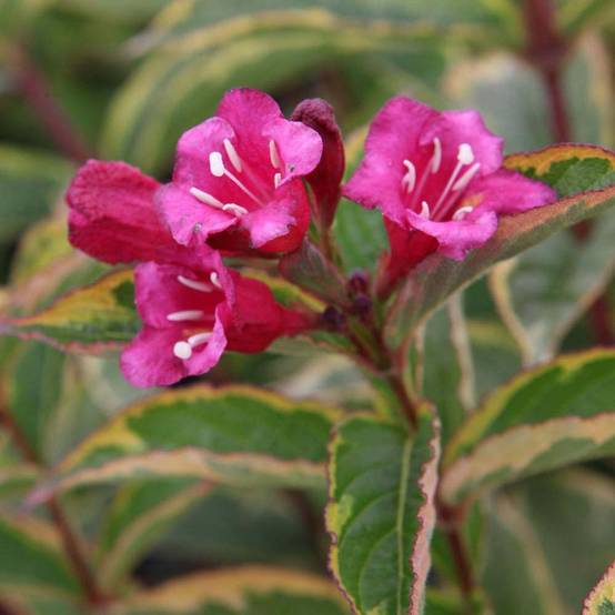 Weigela florida Brigela Pot de 2L/3L - Image 1
