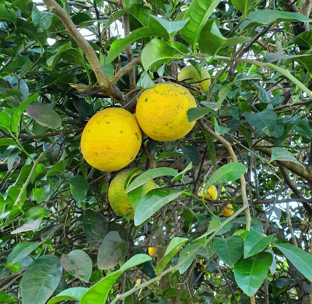 0 - Agrumes citrus lipo ( Citrus limon x Citrus paradisii) entre le citron et le pomelo Pot de 4 litres - 30/50 cm