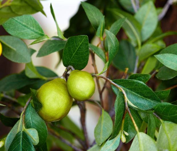 0 - Agrumes citrus lipo ( Citrus limon x Citrus paradisii) entre le citron et le pomelo Pot de 4 litres - 30/50 cm - Image 3
