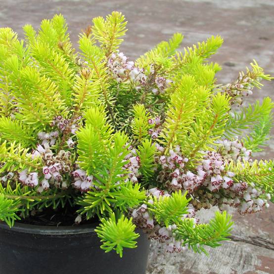 Promesse de Fleurs - Bruyère vagabonde - Erica vagans Yellow John Pot de 10 cm/11cm