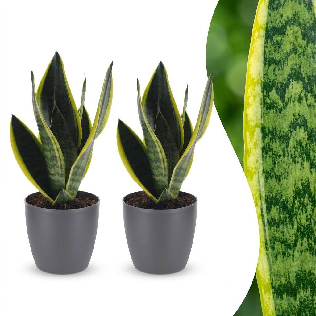 La Green Touch - Sansevieria Future Superb - Langue de belle-mère - Lot de 2 plantes - Avec cache-pot gris - Pot Ø12 cm, H 35 cm - Image 1