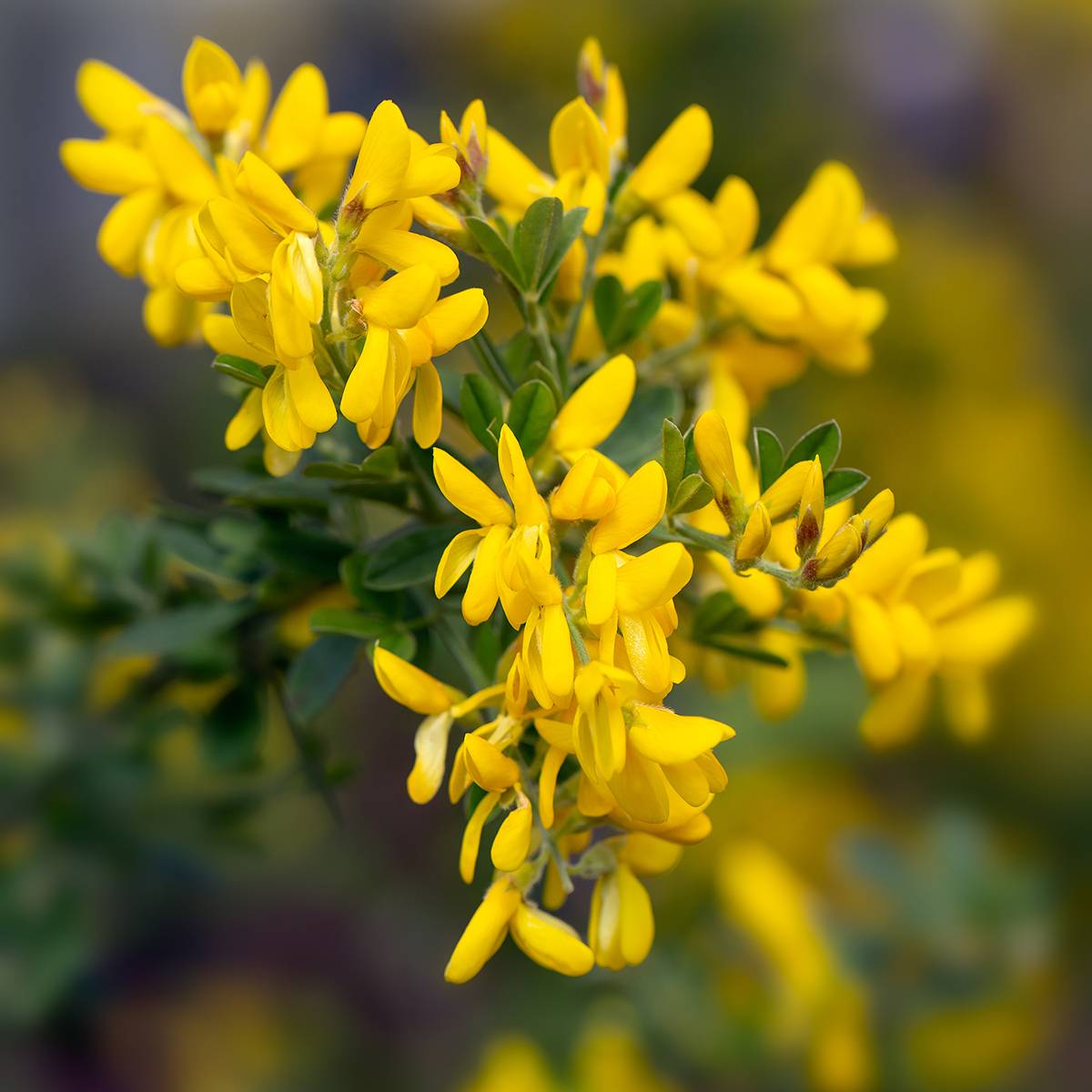 Genista Porlock - Genêt Pot de 2L/3L