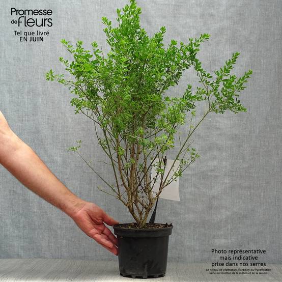 Genista Porlock - Genêt Pot de 2L/3L - Image 2
