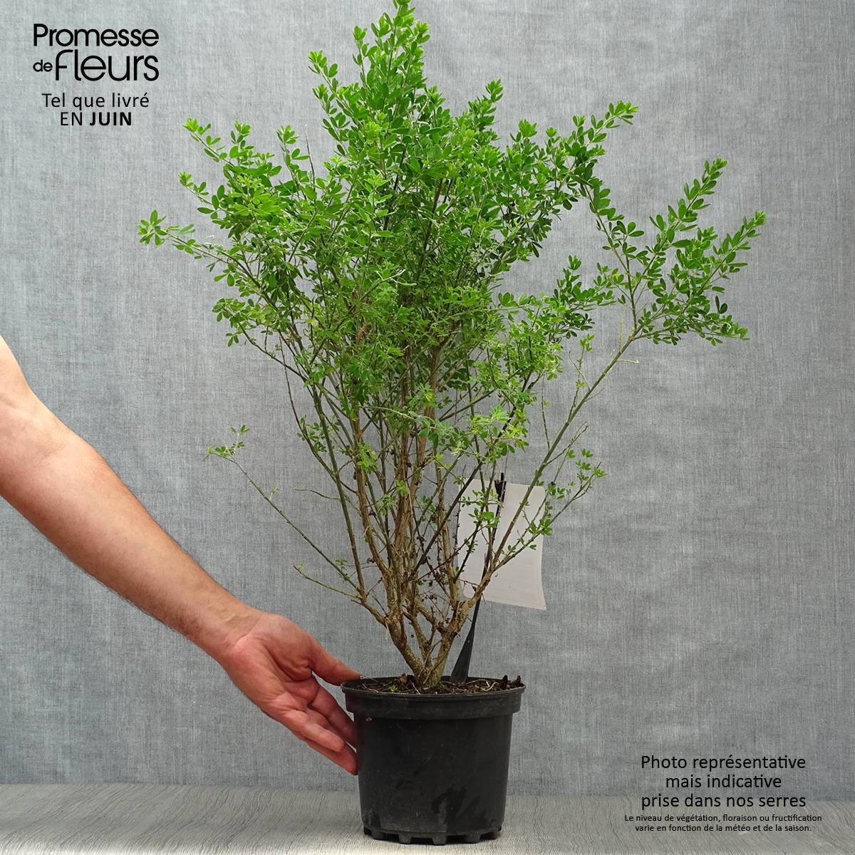 Genista Porlock - Genêt Pot de 2L/3L - Image 2