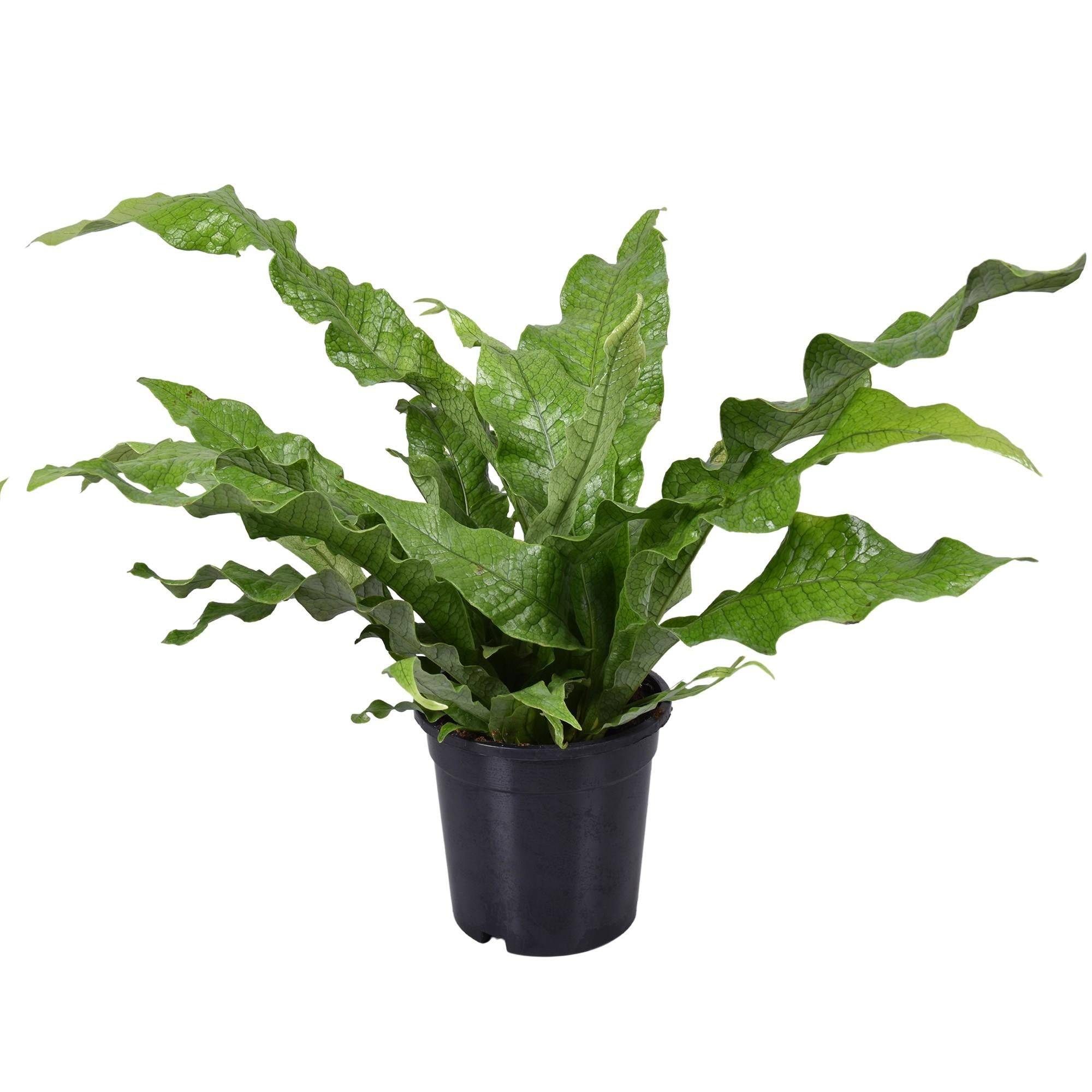 Microsorum Crocodyllus 45cm - Plante d'intérieur- La Green Touch - Image 1
