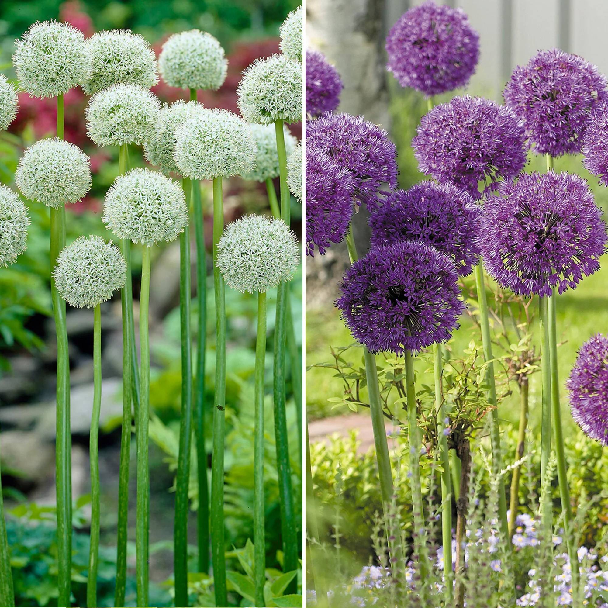 Gardenersdream - Jardin de bulbes Mélange d'Allium - Bulbes à fleurs colorées d'extérieur Allium Nectaroscordum (80 bulbes) - Image 4