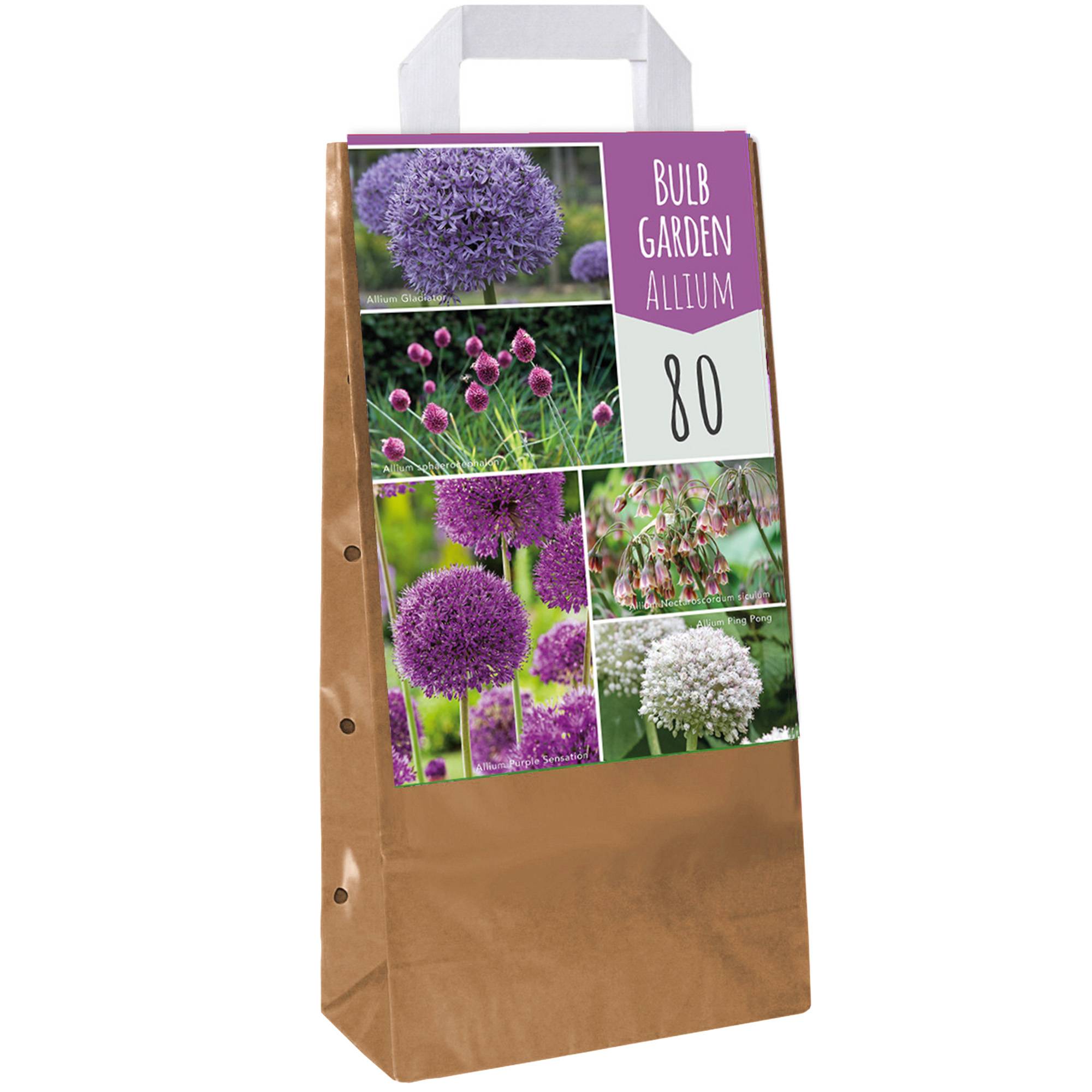 Gardenersdream - Jardin de bulbes Mélange d'Allium - Bulbes à fleurs colorées d'extérieur Allium Nectaroscordum (80 bulbes) - Image 1