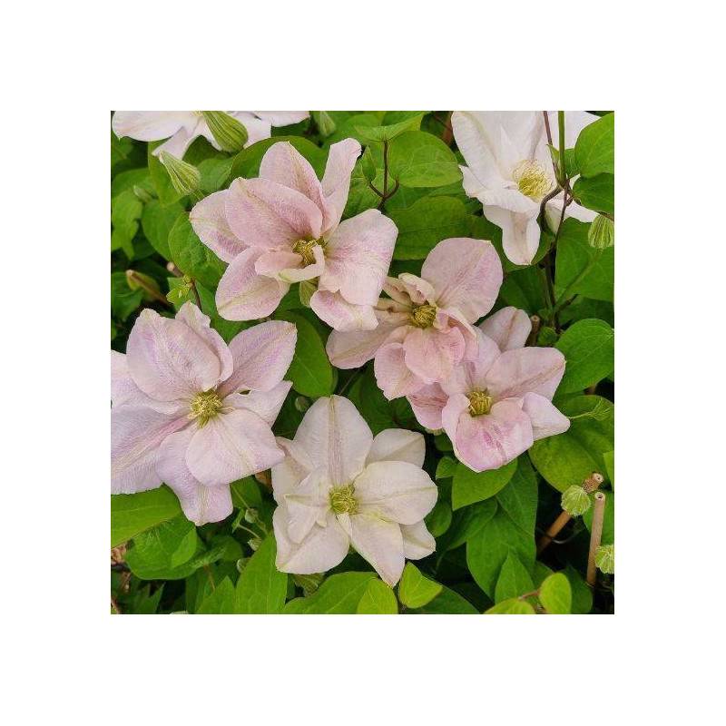 Clématite Innocent blush ® à fleurs Rose - feuillage Caduc - -  hauteur à maturité De 2,50 m à 3,00 m - Image 1