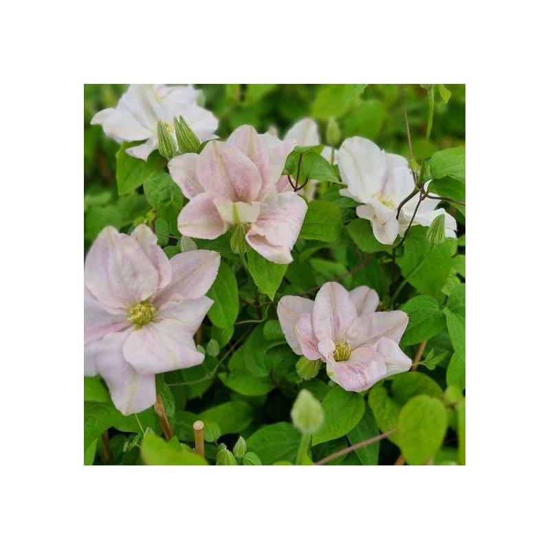 Clématite Innocent blush ® à fleurs Rose - feuillage Caduc - -  hauteur à maturité De 2,50 m à 3,00 m - Image 2