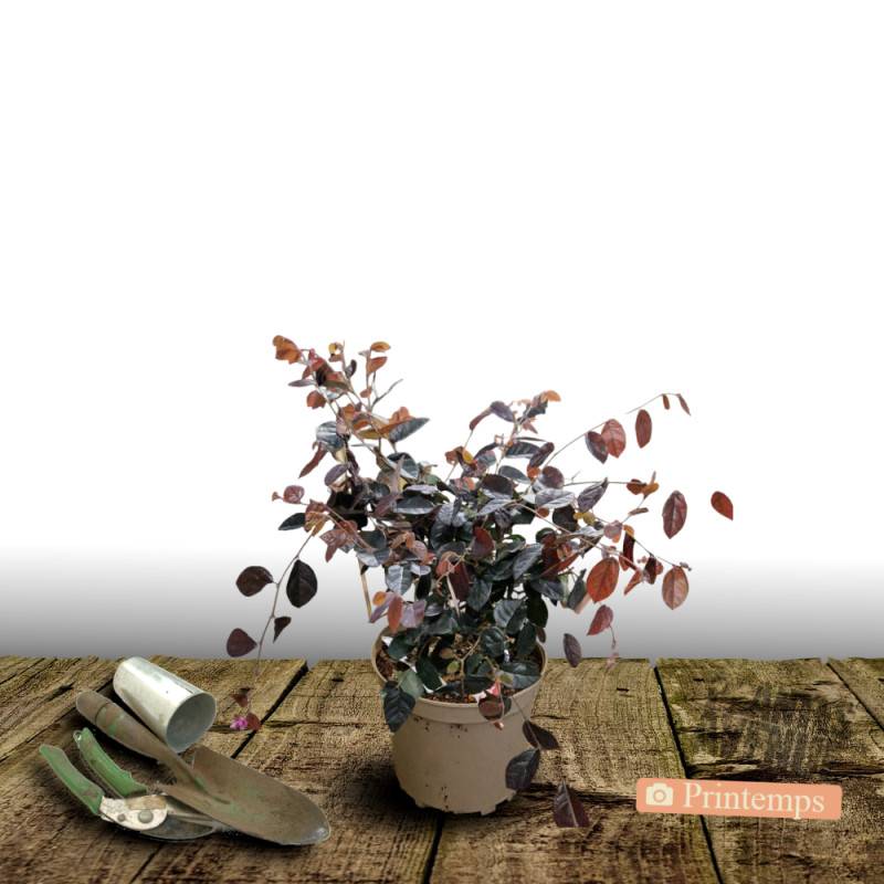 Loropetalum Fire Dance, Loropétale à fleurs Rouge - feuillage Persistant - Pot de 3L - 40/60 cm-  hauteur à maturité De 0,50 m à 1,00 m - Image 5