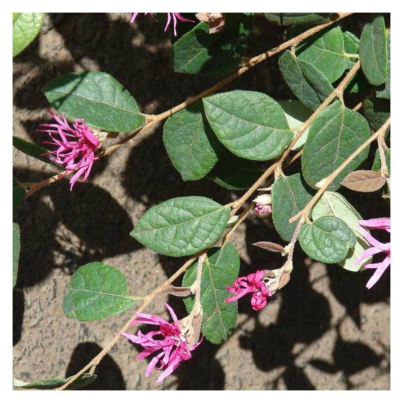 Loropetalum Fire Dance, Loropétale à fleurs Rouge - feuillage Persistant - Pot de 3L - 40/60 cm-  hauteur à maturité De 0,50 m à 1,00 m - Image 1