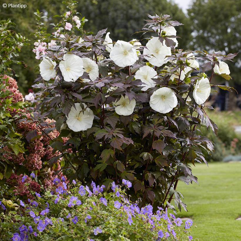 Promesse de Fleurs - Hibiscus moscheutos Carousel Ghost - Hibiscus des marais Pot de 3L/4L