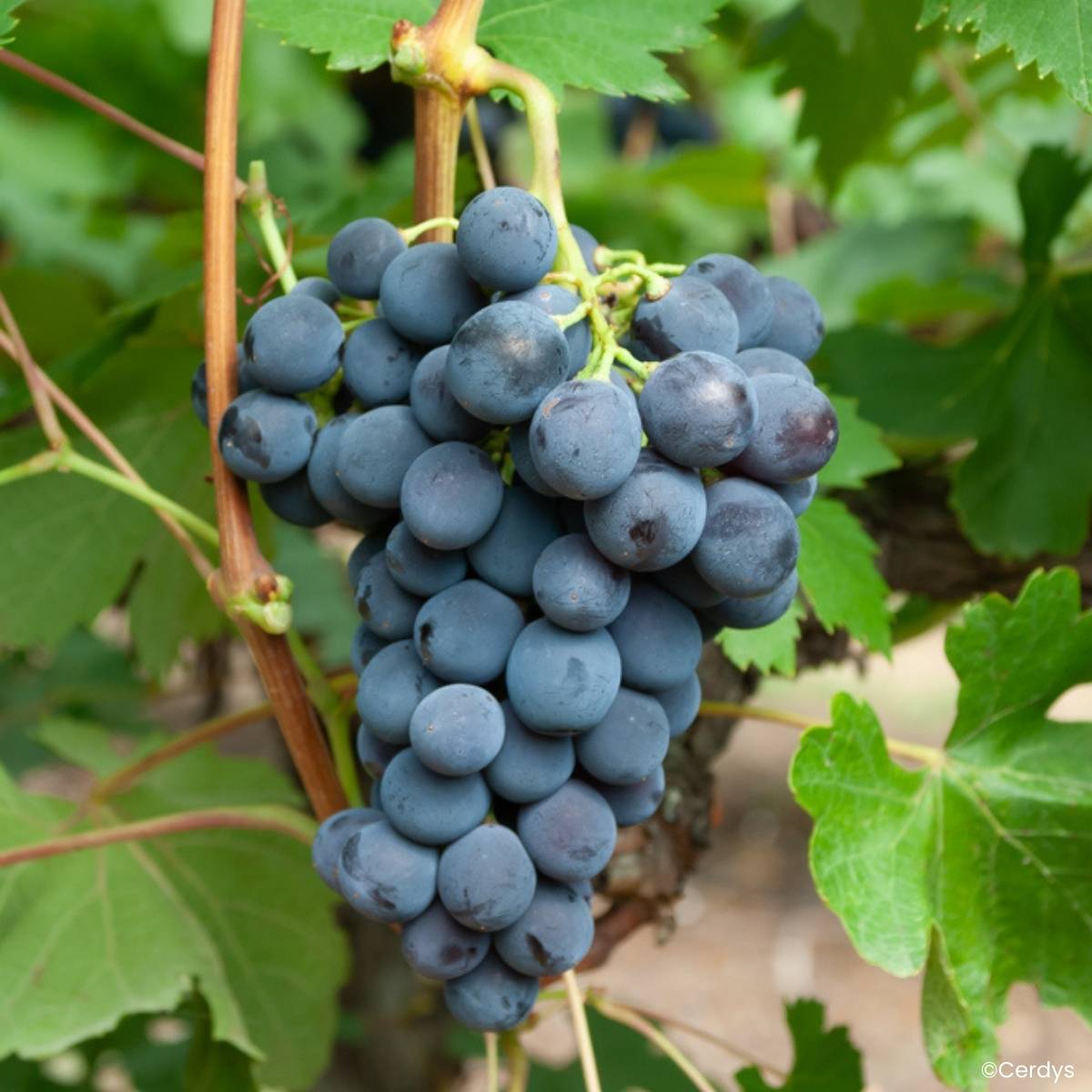 Promesse de Fleurs - Vigne Galante Pot de 1,5L/2L