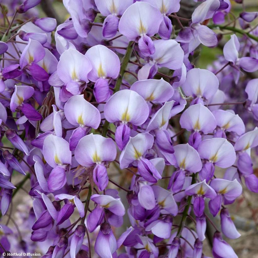 Glycine Grande Diva Barbara - Wisteria (x) venusta Pot de 4L/5L