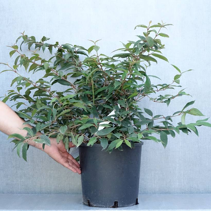 Promesse de Fleurs - Viorne de Chine - Viburnum plicatum Molly Schroeder Pot de 7,5L/10L - Image 2