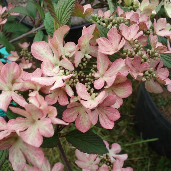 Promesse de Fleurs - Viorne de Chine - Viburnum plicatum Molly Schroeder Pot de 7,5L/10L - Image 1
