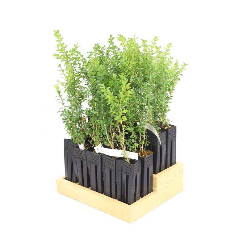 20 Buis Commun (Buxus Sempervirens) - Haie de Buis Commun -  - Pépinières Naudet - Image 3