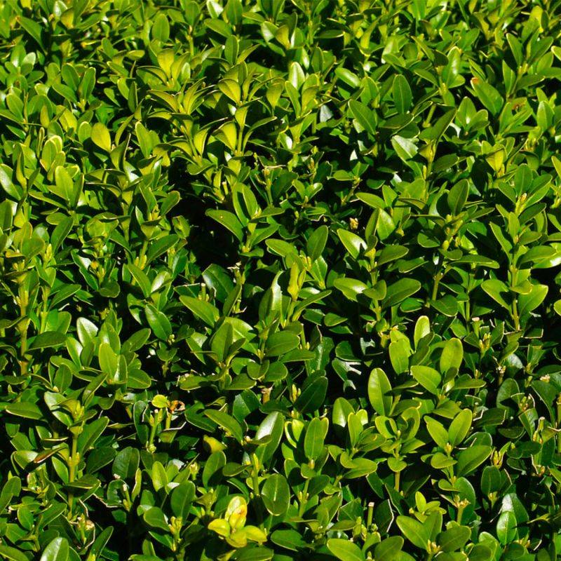 20 Buis Commun (Buxus Sempervirens) - Haie de Buis Commun -  - Pépinières Naudet - Image 2