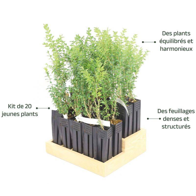 20 Buis Commun (Buxus Sempervirens) - Haie de Buis Commun -  - Pépinières Naudet - Image 4