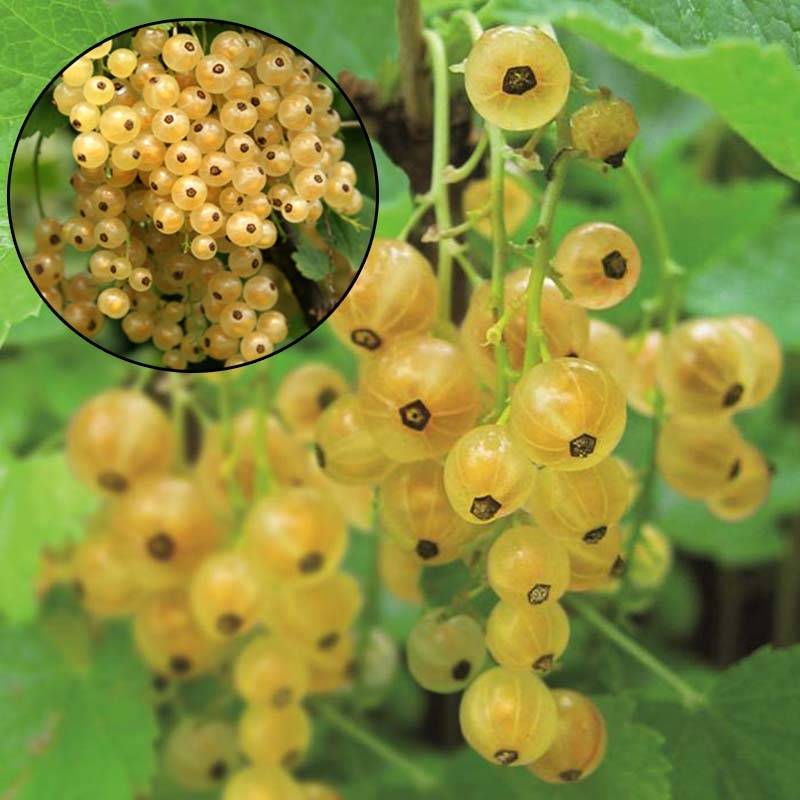 Groseillier à grappes blanches Blanka Bio Pot de 1,5L/2L, Buisson